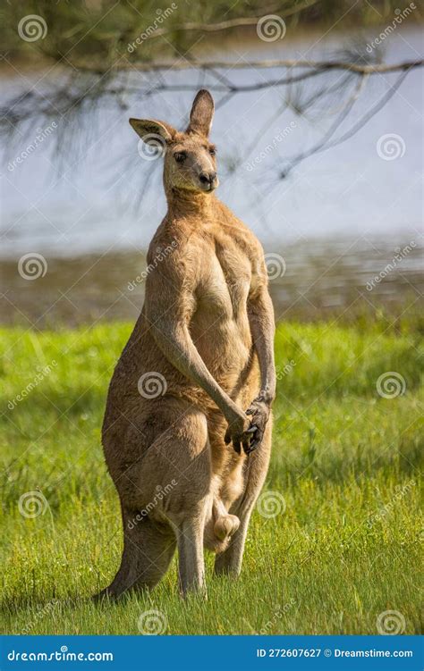 A Boomer A Male Kangaroo Flexing Its Muscles In An Upright Position