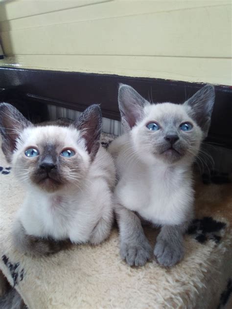 Finding siamese kittens for adoption is not as difficult as you might think. Siamese Kittens for Sale | Lechlade, Gloucestershire ...