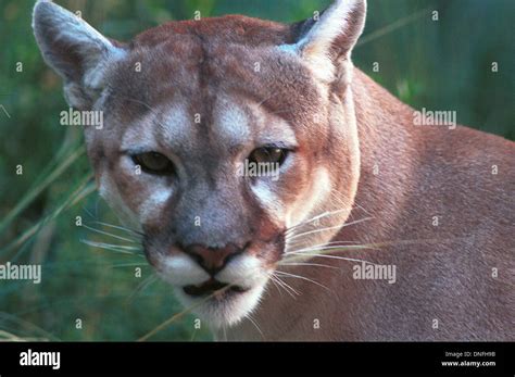 Puma Concolor Cabrerae Hi Res Stock Photography And Images Alamy