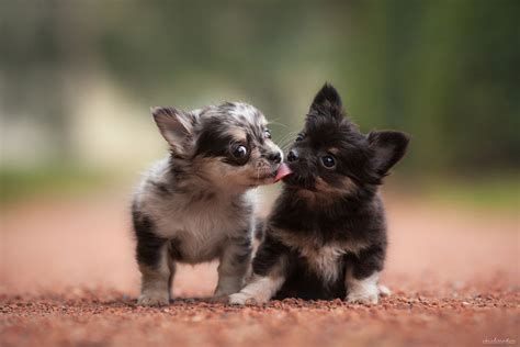 21 Adorable Puppy Images And Photos On 500px 500px