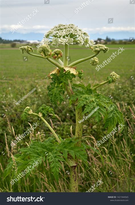 Invasive Giant Hogweed Top Dangerous Giant Stock Photo 1421944565