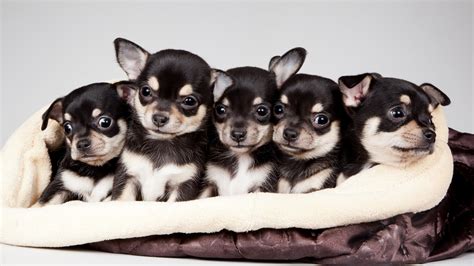 Wallpaper Cute Five Puppies 2880x1800 Hd Picture Image