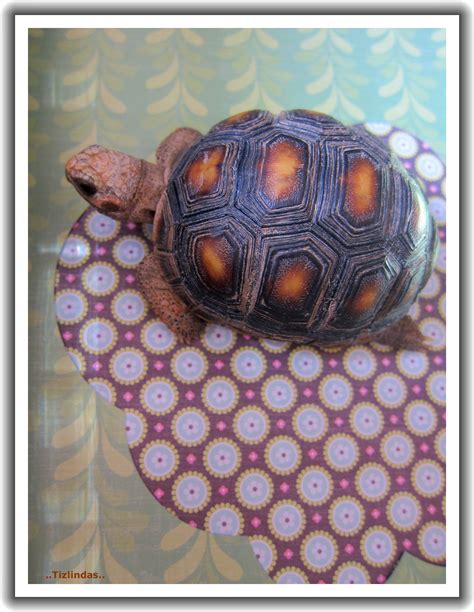 Colour Schemeredfoot Tortoise Color Schemes Color Tortoise