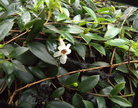 One of my dogs sometimes likes to sniff it. The Gesneriad Page - Gesneriaceae