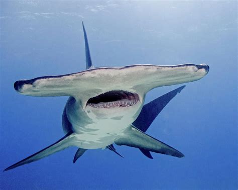 Great Hammerhead Shark With Mouth Open Photograph By Brent Barnes Pixels