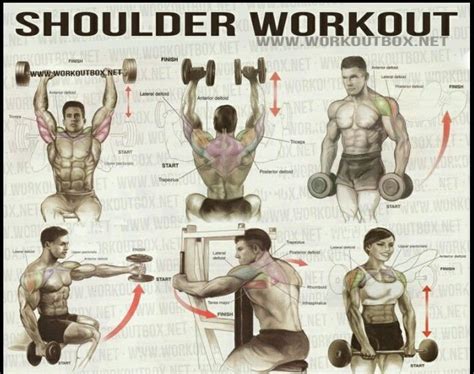 Shoulder Workout Shoulder Workout Arm Workout Gym Workout Chart