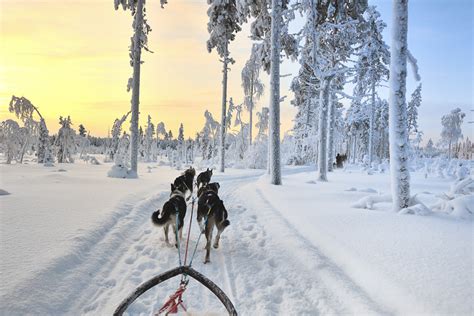 Dog Sledding In Swedish Lapland Scandinavia Sweden