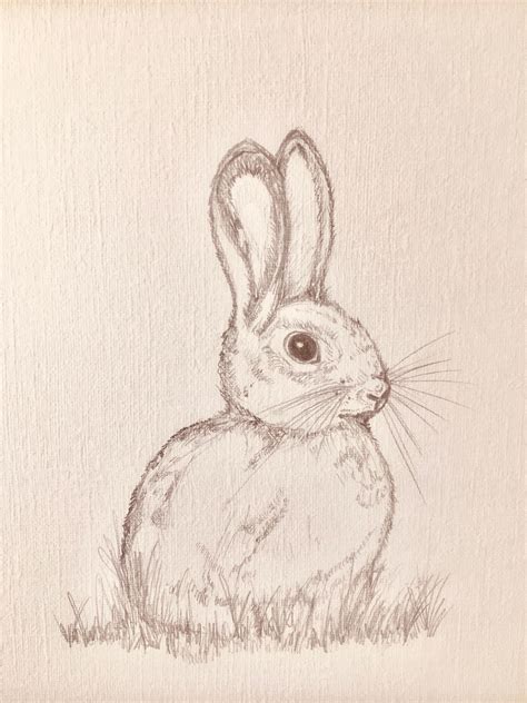 Cute Rabbit Pencil Drawing Ubicaciondepersonascdmxgobmx