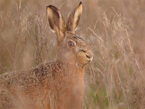 Brown Hare Hiding In Early Spring Evening Light Lepus Euro Flickr