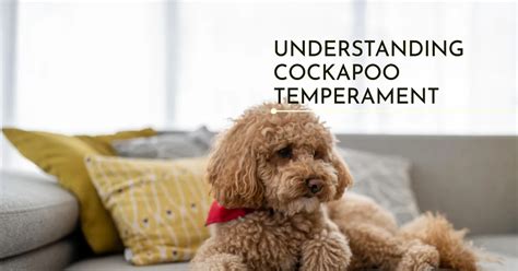 Understanding Cockapoo Temperament What To Expect