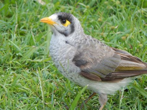 Adorablecharming And Cheeky The Noisy Miner Birdand A Native Of