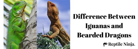 Iguana Vs Bearded Dragon The Ultimate Comparison