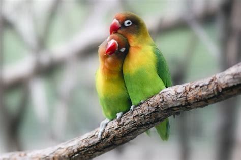 lovebird breeding basics