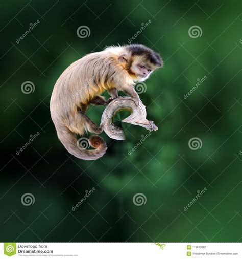360 Degree View Of Capuchin Monkey Stock Photo Image Of Circle Globe