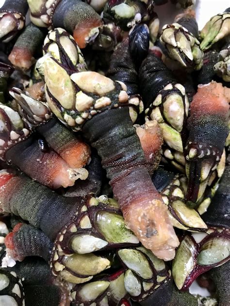 Para muchos, las vieiras son un lujo. Cómo cocer (y comer) percebes