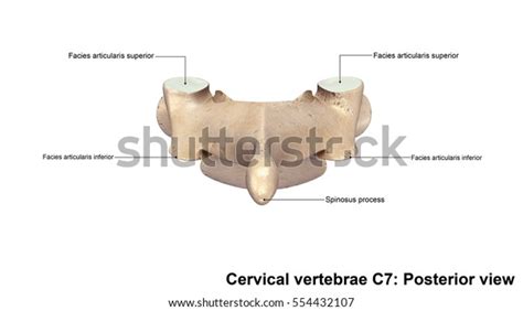 Cervical Vertebrae C7 Posterior View 3d 库存插图 554432107 Shutterstock