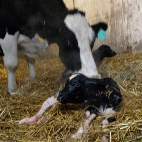 5 Facts About Twin Dairy Calves What Is A Freemartin