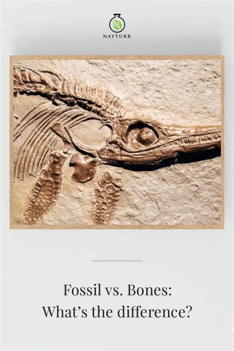 Fossil Vs Bones Whats The Difference Nayturr