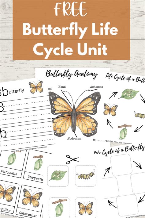 Butterfly Life Cycle Printable Artofit