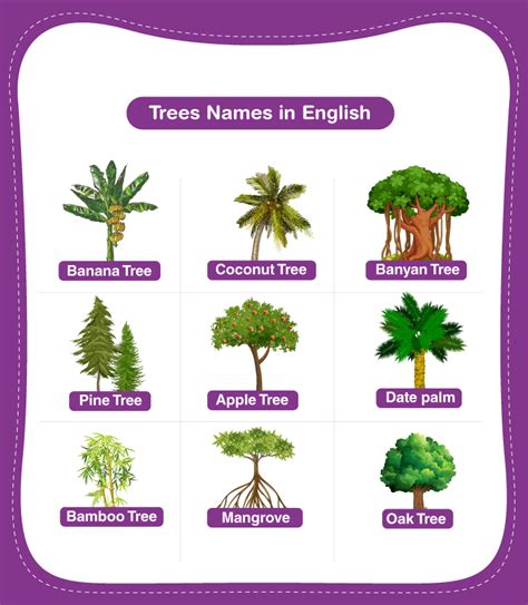 Tree Names Explore The List Of 20 Names In English