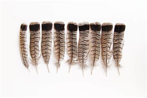 Ruffed Grouse Feathers Photo By Mary Jo Hoffman