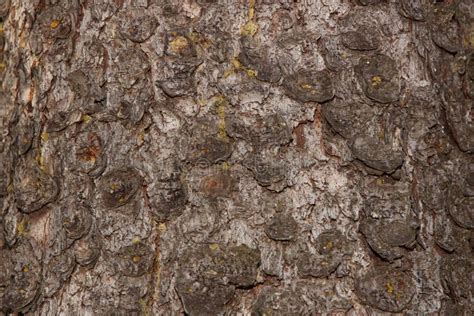 Bark Of A Young Spruce Texture Background Close Up Stock Image Image