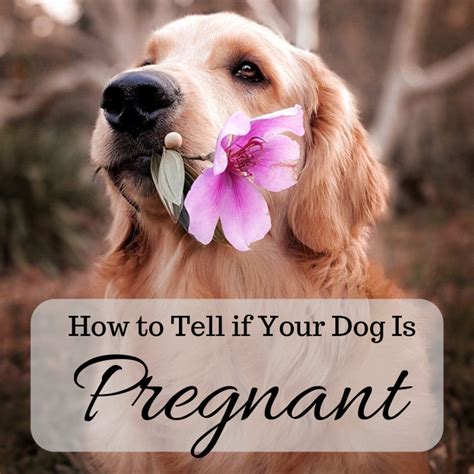 How To Tell If Your Dog Is Pregnant Signs And Home Pregnancy Tests