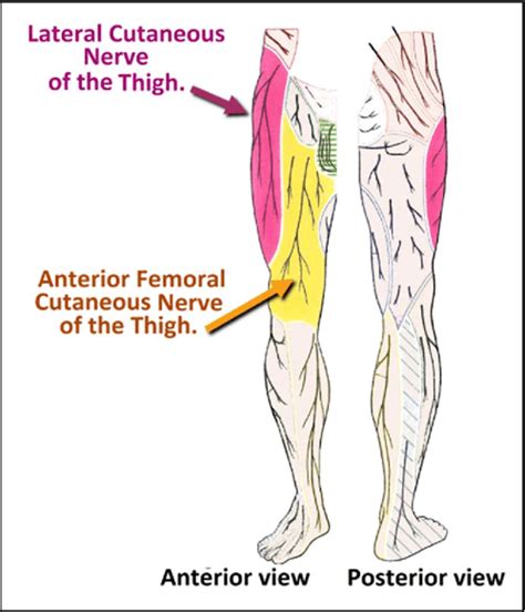 Pdf Nerve Block Of Lateral Femoral Cutaneous Nerve Of The Thigh