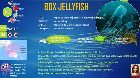 Box Jelly Fish Fun With Science