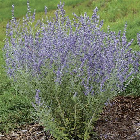 Russian Sage Zehrs On The Lake