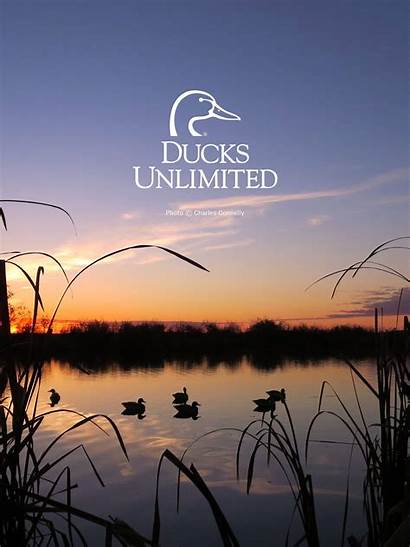 Ducks Unlimited Wallpapers Backgrounds Windows Mobile Wallpaperaccess