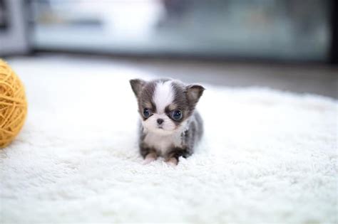 Miniature Teacup Chihuahua Full Grown