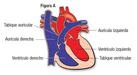 Cómo Funciona El Corazón Sano American Heart Association Cpr And First Aid