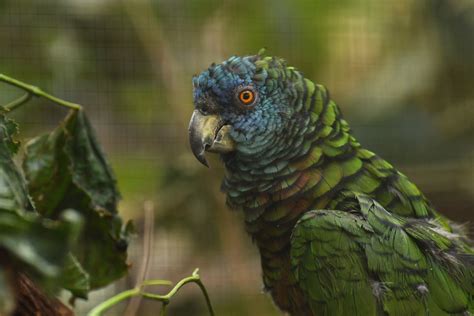 St Lucia Parrot Amazona Versicolor Zoochat