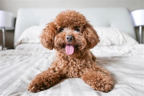 Top 10 Cleanest Dog Breeds Petguide