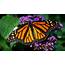 Monarch Butterfly Population Of California Down 86 Percent