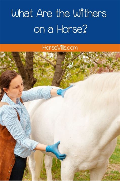 What Are The Withers On A Horse Equestrian Explained