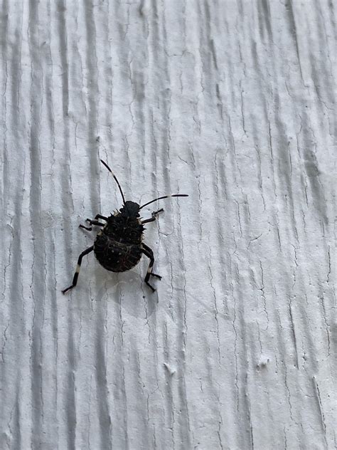What Is This Bug Crawling Up My House Rwhatsthisbug
