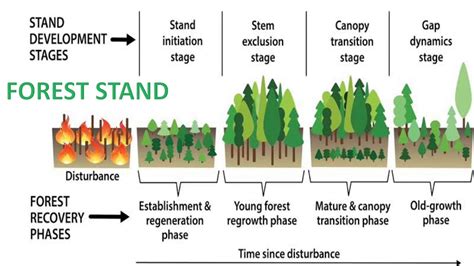 How Forests Are Formed And What Is Forest Stand And Its Purpose