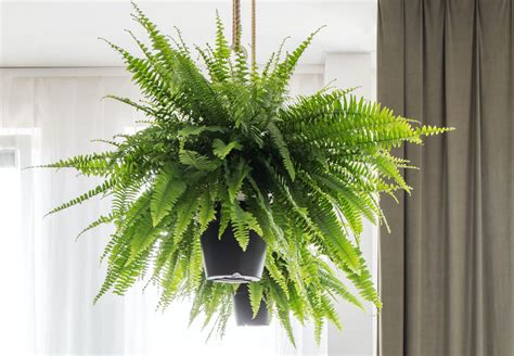 The Ultimate Guide To Indoor Fern Varieties Houseplant Resource Center