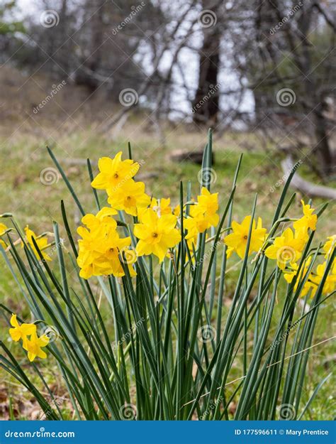 Bright Yellow Cheerful Easter Daffodils Blooming In Early Spring In