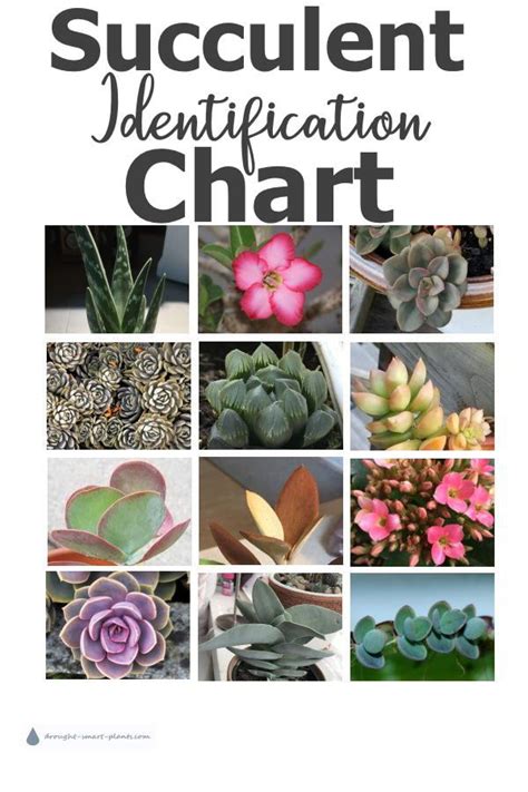 How To Identify A Succulent