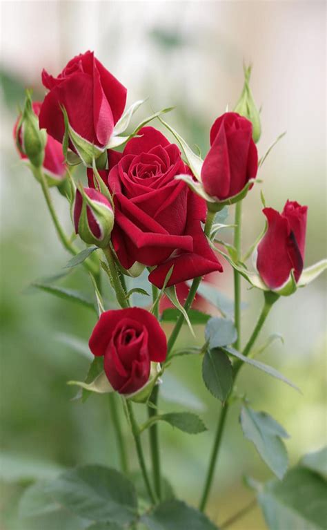 Pin By Ivanka Kostova On растения Beautiful Rose Flowers