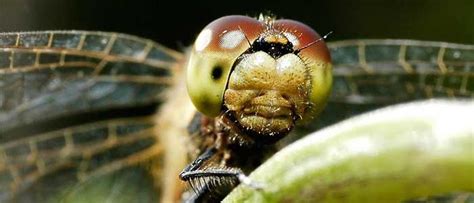 Yusufçuk Helikopter Böcekleri Hakkında Bilgi Yusufçuk Böceği Nedir