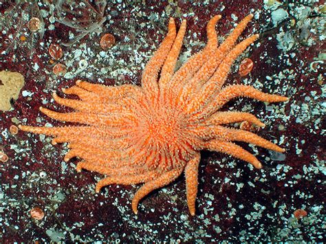 Research shows that one species in particular, the huge sunflower sea star, has been hit especially. Sunflower Sea Stars or Starfish