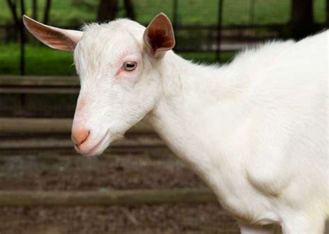 Saanen Goat Zoo Atlanta