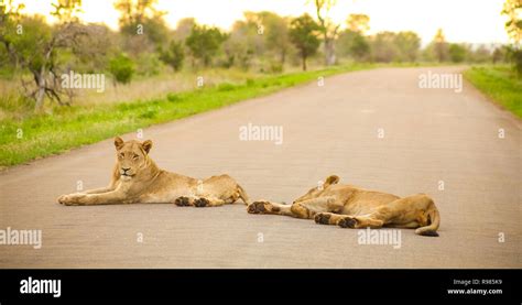 African Lions Lying In A Road On Safari In A South African Game Reserve