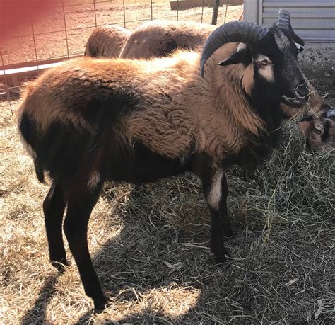 American Blackbelly Sheep