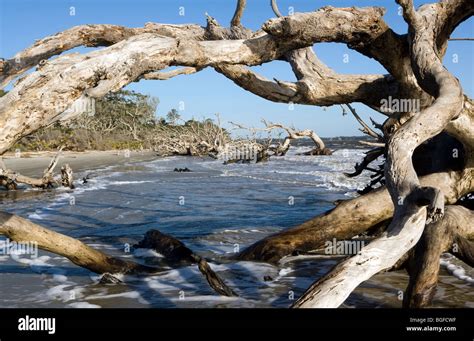Driftwood Beach Jekyll Island Georgia Usa Stock Photo Alamy