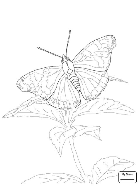Blue Morpho Butterfly Coloring Page Blue Morpho Butterfly Page